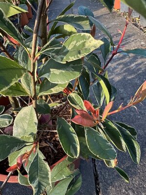 Photinia fraseri 'Louise'® - 18L - image 2