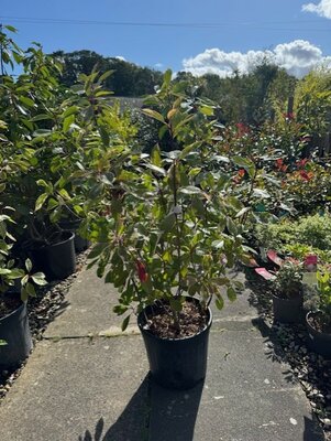 Photinia fraseri 'Louise'® - 18L