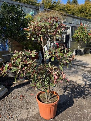Photinia fraseri 'Louise'® 25L Pompom