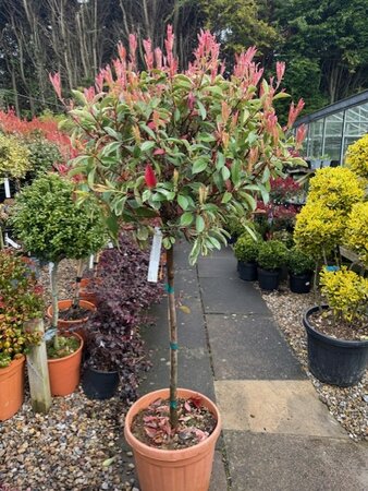 Photinia fraseri 'Louise'® 30L 1/2 Std