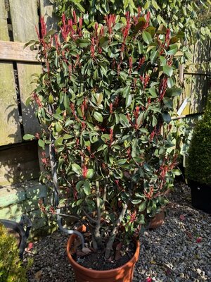 Photinia fraseri 'Louise'® 30L on full metal frame 85x50cm