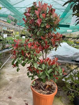 Photinia fraseri 'Louise'® 55L Pompom