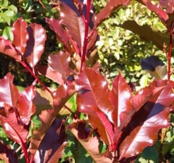 Photinia fraseri 'Magical Volcano'® - 10L - 150cm bush - image 2