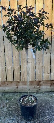 Photinia fraseri 'Magical Volcano'®  - 15L 1/2 Std - 90cm clear stem