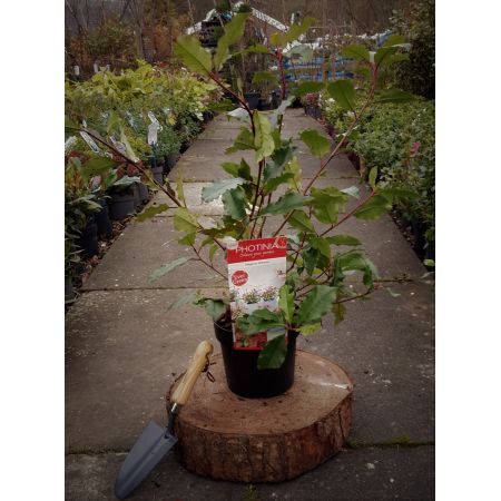 Photinia fraseri 'Magical Volcano'® - 3L