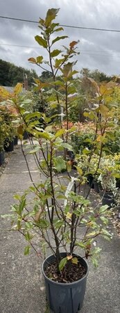 Photinia fraseri 'Magical Volcano'®  - 9L - 1m
