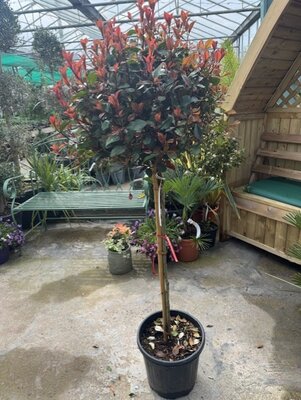 Photinia fraseri 'Nana' 1/2 Std 15L