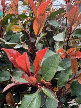 Photinia fraseri 'Nana' 1/2 Std 15L - image 2