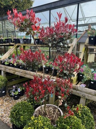 Photinia fraseri 'Nana' Pom-poms 30L