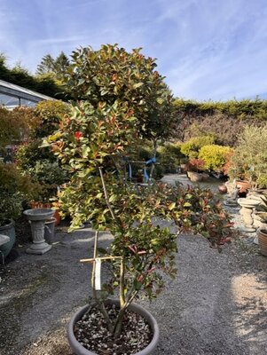 Photinia fraseri 'Nana' Pom-poms 70L
