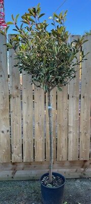 Photinia fraseri 'Pink Marble'® - 15L 1/2 Std