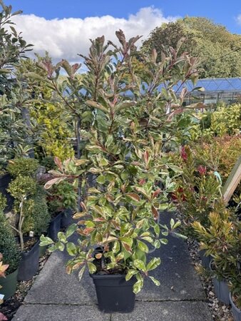 Photinia fraseri 'Pink Marble'® - 18L - On frame 90cm x 50cm