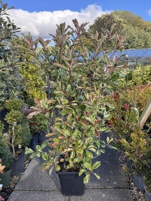 Photinia fraseri 'Pink Marble'® - 18L - On frame 90cm x 50cm