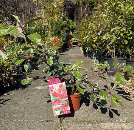 Photinia fraseri 'Pink Marble'®  - 2L - image 1