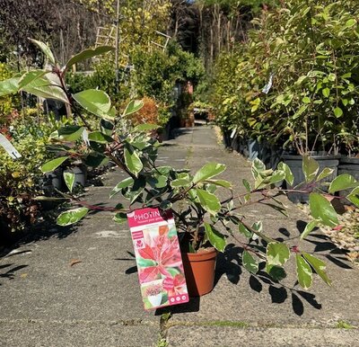 Photinia fraseri 'Pink Marble'®  - 2L