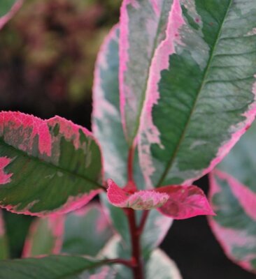 Photinia fraseri 'Pink Marble'® - 30L - on frame - 1.2m x 0.8m