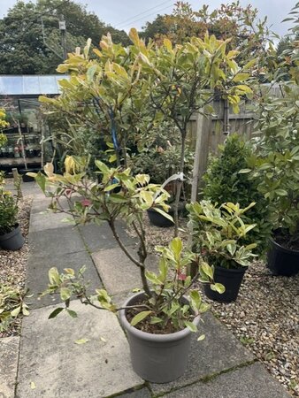 Photinia fraseri 'Pink Marble' 30L pom pom