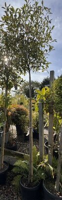 Photinia fraseri 'Pink Marble'® - 35L Std