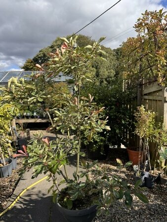 Photinia fraseri 'Pink Marble' Bonsai in suacer 