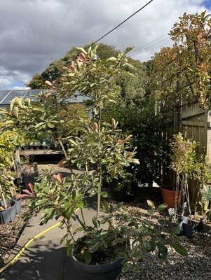 Photinia fraseri 'Pink Marble' Bonsai in suacer