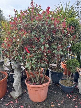 Photinia fraseri 'Pink Marble'® - Mushroom style 90L 