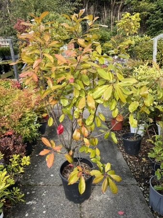 Photinia fraseri 'Red Light'® - 18L