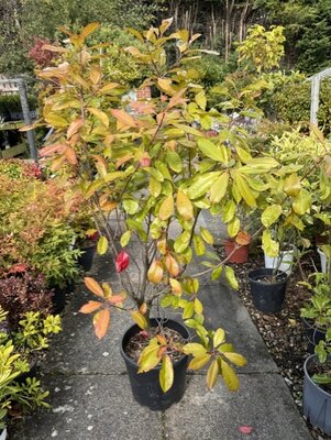 Photinia fraseri 'Red Light'® - 18L