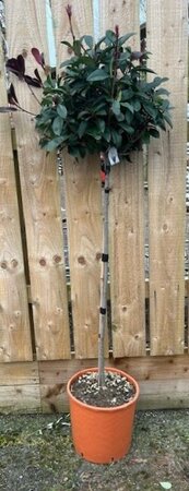 Photinia fraseri 'Red Robin' - 1/2 Std - 15L - 90cm clear stem - image 1