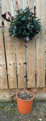 Photinia fraseri 'Red Robin' -  1/2 Std - 15L - 90cm clear stem