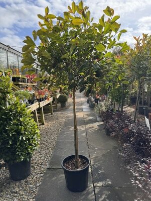 Photinia fraseri 'Red Robin' -  1/2 Std - 15L - 90cm clear stem