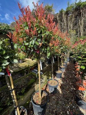 Photinia fraseri 'Red Robin' 1/2 Std 30L