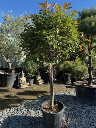 Photinia fraseri 'Red Robin' -  1/2 Std - 50L - 90cm clear stem