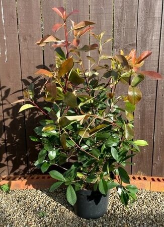 Photinia fraseri 'Red Robin'-  10L