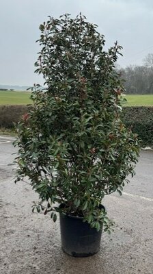 Photinia fraseri 'Red Robin' 110L