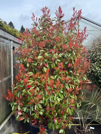 Photinia fraseri 'Red Robin' - 130L