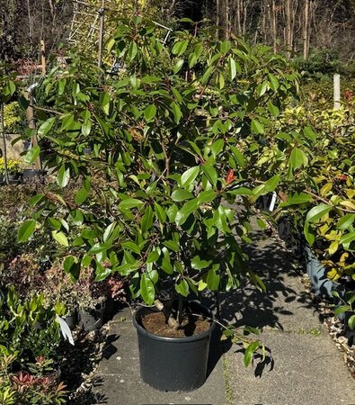 Photinia fraseri 'Red Robin' - 15L 