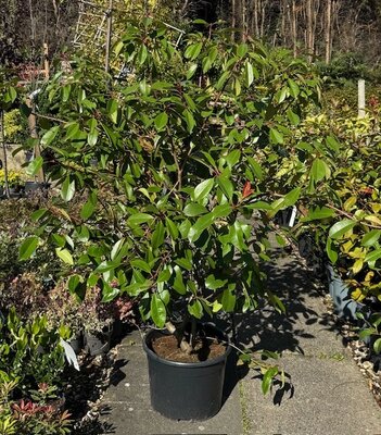 Photinia fraseri 'Red Robin' - 15L 