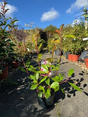 Photinia fraseri 'Red Robin' 2L
