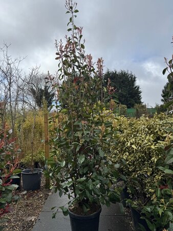 Photinia fraseri 'Red Robin' - 35L