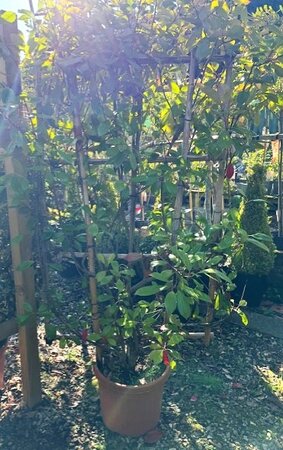 Photinia fraseri 'Red Robin' - 35L - On frame - 150X90cm