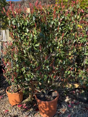 Photinia fraseri 'Red Robin' - 45L Pleached on full frame, 140x100cm