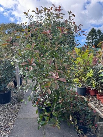 Photinia fraseri 'Red Robin' - 50L 