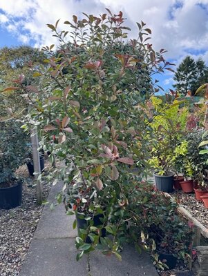 Photinia fraseri 'Red Robin' - 50L 