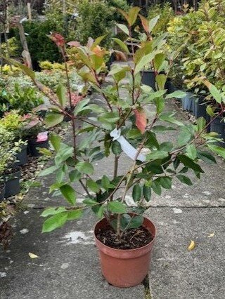 Photinia fraseri 'Red Robin' 5L
