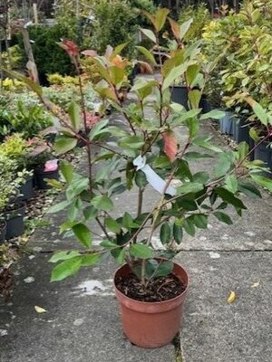 Photinia fraseri 'Red Robin' 5L