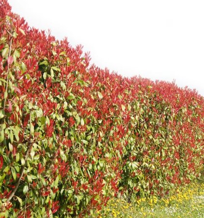 Photinia fraseri 'Red Robin'  - 60L - 1.75m - image 2
