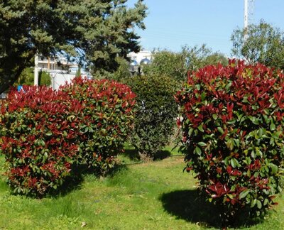 Photinia fraseri 'Red Robin'  - 60L - 1.75m - image 3