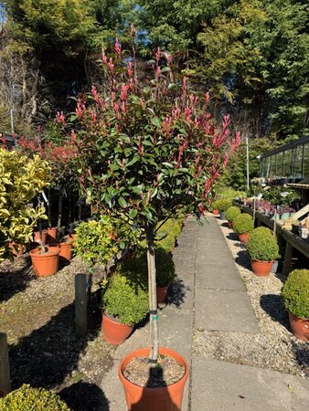 Photinia fraseri Red Robin Compacta 1/2 std 30L