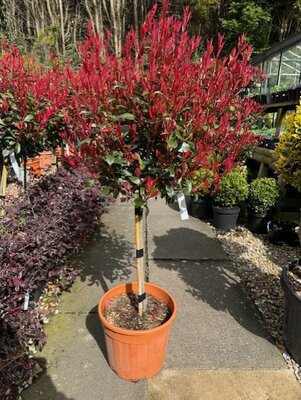 Photinia fraseri Red Robin Compacta 1/4 Std