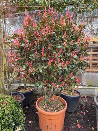 Photinia fraseri Red Robin Compacta Mushroom Form 70L